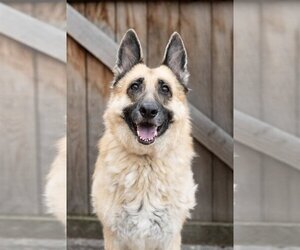 German Shepherd Dog Dogs for adoption in St. Louis Park, MN, USA