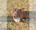 *TINDA - Male American Bulldog-Unknown Mix Dog for Adoption - Small photo