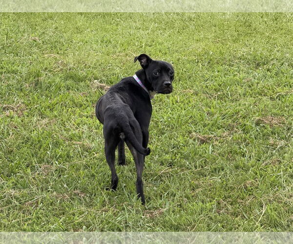 Medium Photo #8 American Staffordshire Terrier Puppy For Sale in Spring Lake, NC, USA