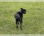Small #7 American Staffordshire Terrier