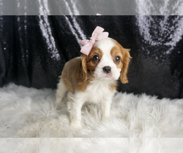 Medium Photo #50 Cavalier King Charles Spaniel Puppy For Sale in WARSAW, IN, USA