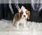 Small Photo #50 Cavalier King Charles Spaniel Puppy For Sale in WARSAW, IN, USA