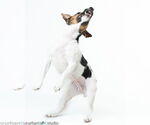 Small #4 Jack Russell Terrier Mix