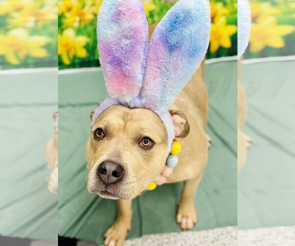 Medium Photo #3 American Bulldog-Unknown Mix Puppy For Sale in Manahawkin, NJ, USA