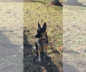 German Shepherd Dog Dogs for adoption in LOGANVILLE, GA, USA