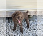 Small Photo #1 Cockapoo Puppy For Sale in BLUE MOUNTAIN, MS, USA