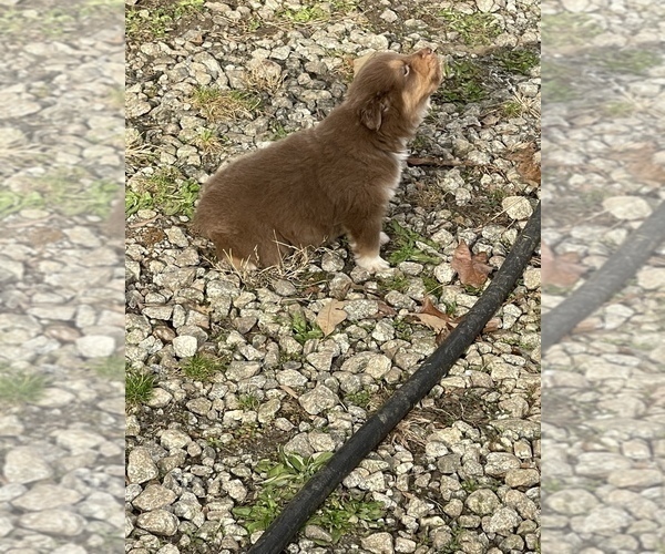 Medium Photo #5 Miniature Australian Shepherd Puppy For Sale in FRANKLIN, NC, USA