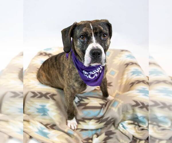 Medium Photo #2 Boxer-Unknown Mix Puppy For Sale in Kennesaw, GA, USA