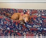 Small #17 American Staffordshire Terrier Mix