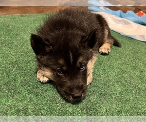 German Shepherd Dog-Siberian Husky Mix Puppy for sale in GREENSBORO, NC, USA