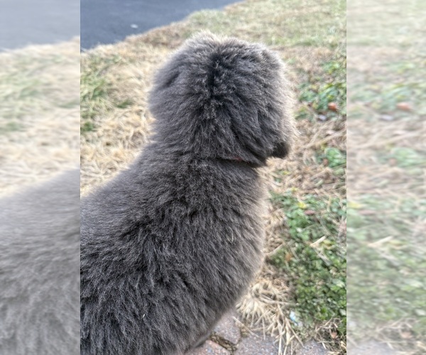 Medium Photo #3 Newfoundland Puppy For Sale in MARTINSBURG, WV, USA