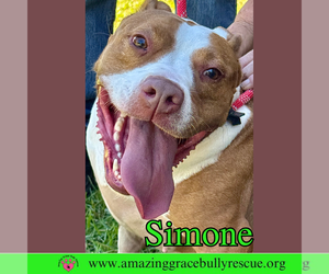 Simone - Female American Staffordshire Terrier-Unknown Mix Dog for Adoption - Photo #2