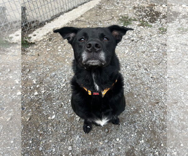 Medium Photo #3 Labrador Retriever-Unknown Mix Puppy For Sale in DuQuoin, IL, USA
