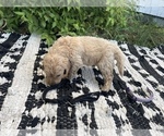 Small Photo #2 Goldendoodle Puppy For Sale in SHAWANO, WI, USA