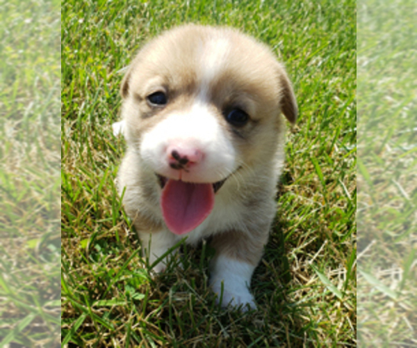 Medium Photo #1 Pembroke Welsh Corgi Puppy For Sale in KINGSVILLE, MO, USA