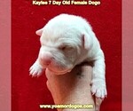 Small Photo #14 Dogo Argentino Puppy For Sale in JANE, MO, USA