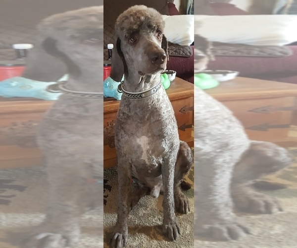 Medium Photo #1 Poodle (Standard) Puppy For Sale in SEAMAN, OH, USA