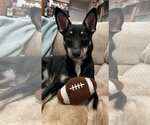 Small Photo #3 Miniature Pinscher-Unknown Mix Puppy For Sale in Oakhurst, NJ, USA