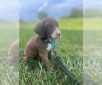 Small #2 Labrador Retriever Mix