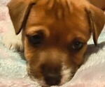 Puppy The Thinker Jack Chi-Jack Russell Terrier Mix