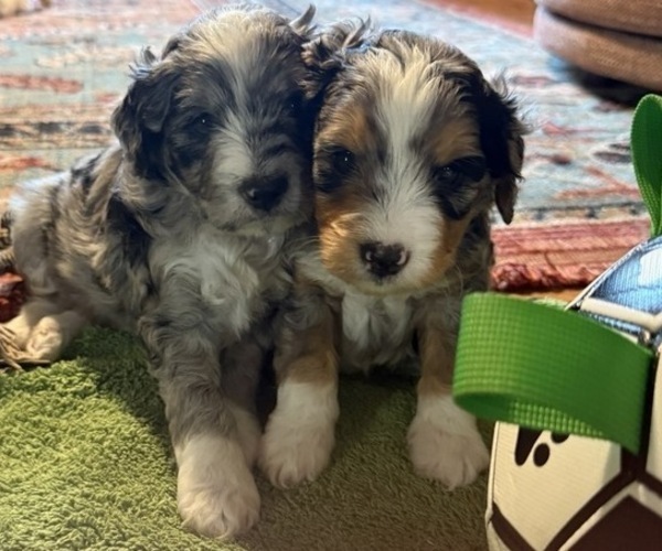 Medium Photo #7 Golden Mountain Doodle  Puppy For Sale in JIM FALLS, WI, USA