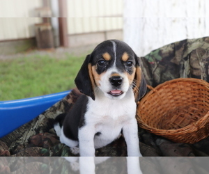 View Ad Beagle Puppy For Sale Near Ohio Shiloh Usa Adn 216682