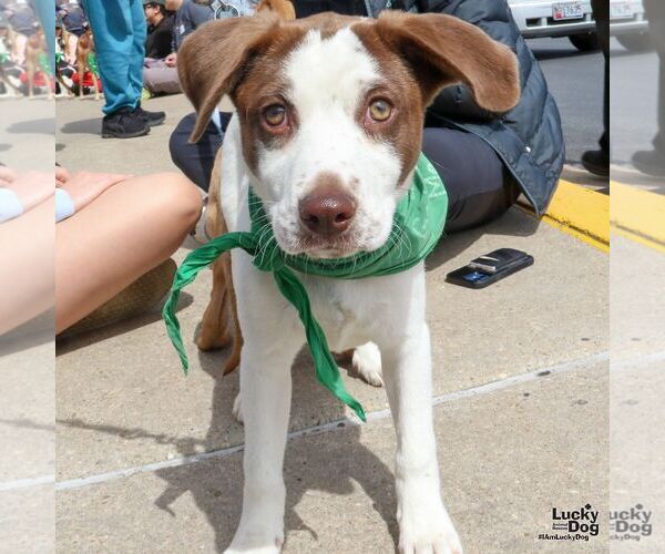 Medium Photo #7 Mutt Puppy For Sale in Washington, DC, USA