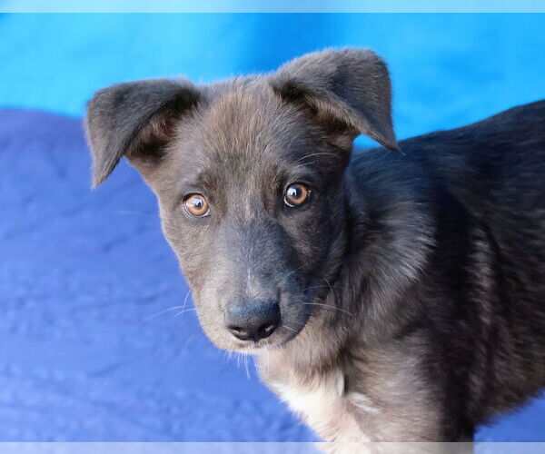 Medium Photo #1 - Mix Puppy For Sale in Pasadena, CA, USA