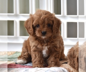 Cavapoo Puppy for sale in SAN JOSE, CA, USA