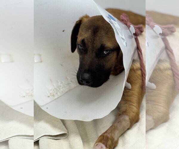 Medium Photo #6 German Shepherd Dog-Unknown Mix Puppy For Sale in San Diego, CA, USA