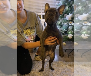 French Bulldog Puppy for sale in SAN FRANCISCO, CA, USA