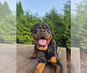Ingrid - Female Rottweiler Dog for Adoption - Photo #7