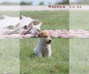 Australian Cattle Dog-Great Pyrenees Mix Puppy for sale in BARRY, TX, USA