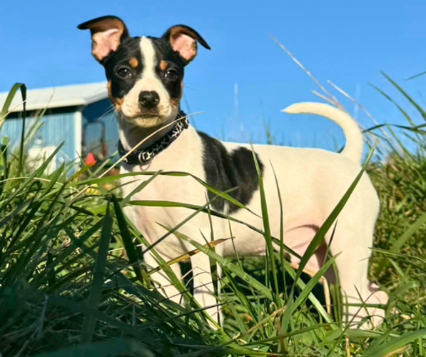 Medium Photo #1 Rat Terrier Puppy For Sale in MOLALLA, OR, USA