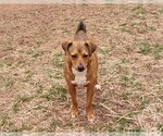 Small #11 Mountain Cur Mix