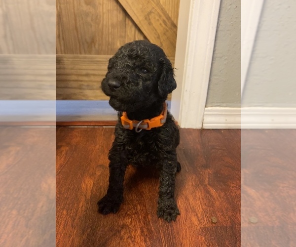 Medium Photo #6 Goldendoodle Puppy For Sale in MANNFORD, OK, USA