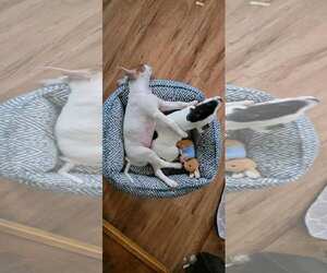 Phantom - Female Mutt Dog for Adoption - Photo #7
