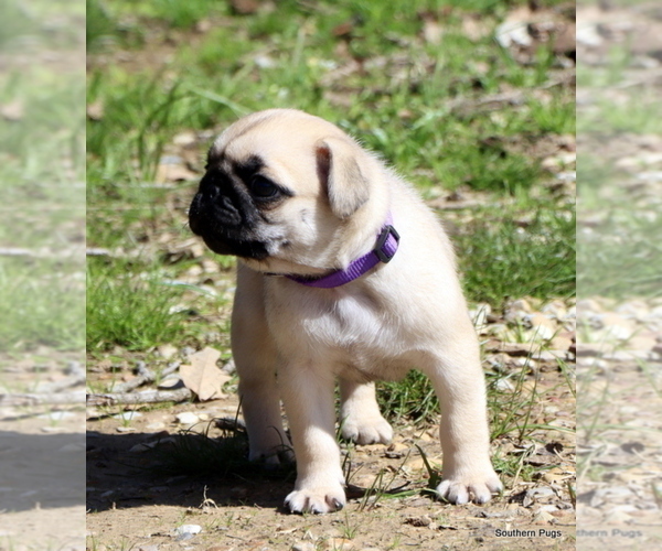 Medium Photo #24 Pug Puppy For Sale in WINNSBORO, TX, USA