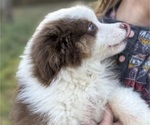 Small #3 Miniature American Shepherd
