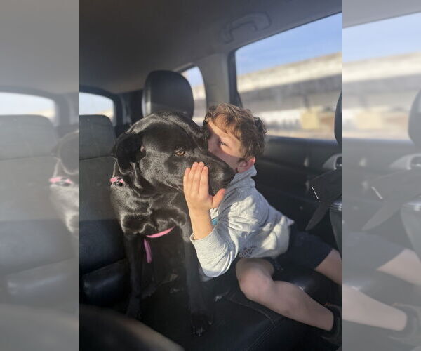 Medium Photo #4 Labrador Retriever Puppy For Sale in FRAMINGHAM, MA, USA