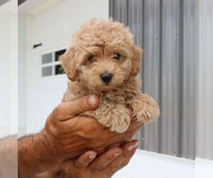 Maltipoo Puppy for sale in BIRD IN HAND, PA, USA