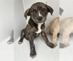 Mutt Dogs for adoption in Houston, TX, USA