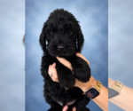 Puppy Mutt Goldendoodle