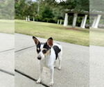 Small #3 Rat Terrier Mix