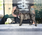 Small Photo #5 Cane Corso Puppy For Sale in CHULA VISTA, CA, USA