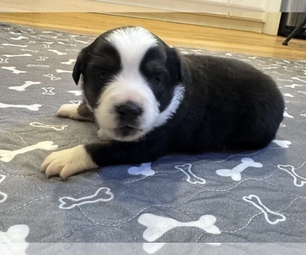 Medium Photo #9 Australian Shepherd Puppy For Sale in SALISBURY, NC, USA