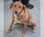 Small #3 Collie-Redbone Coonhound Mix