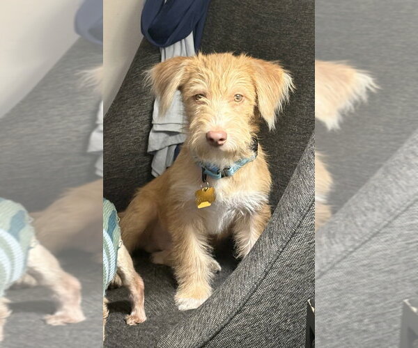 Medium Photo #2 Mutt Puppy For Sale in Andover, MN, USA