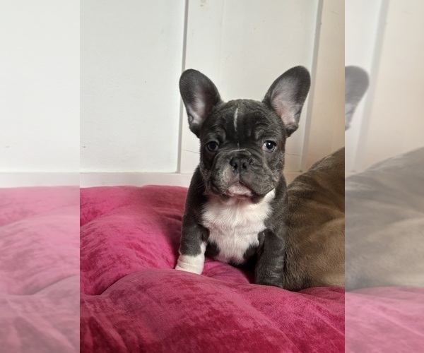 Medium Photo #1 French Bulldog Puppy For Sale in VIRGINIA BEACH, VA, USA