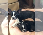 Small Photo #5 Boston Terrier Puppy For Sale in IMPERIAL BCH, CA, USA